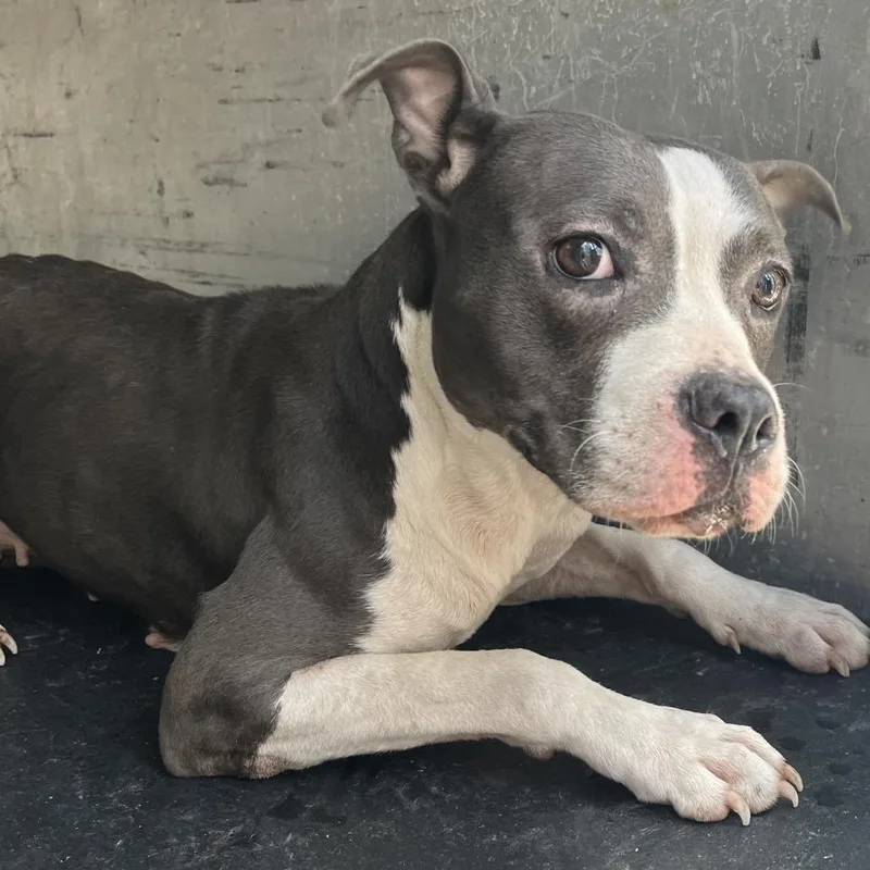 An adult medium-sized female Pit Bull Terrier dog named Adeline for adoption in Edinburg, TX
