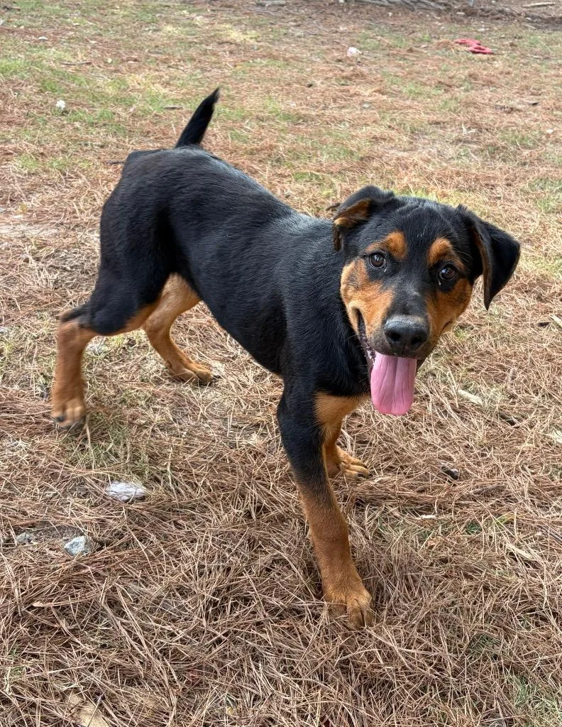 A baby medium-sized male Rottweiler dog named Diego for adoption in Little Rock, AR