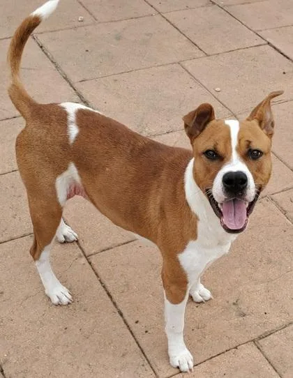 An adult medium-sized male Terrier dog named Brisko for adoption in Shreveport, LA