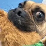 An adult medium-sized female Yellow / Tan / Blond / Fawn Puggle dog named Princess for adoption in Hilliard, OH