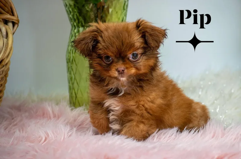 Pip thumbnail 2