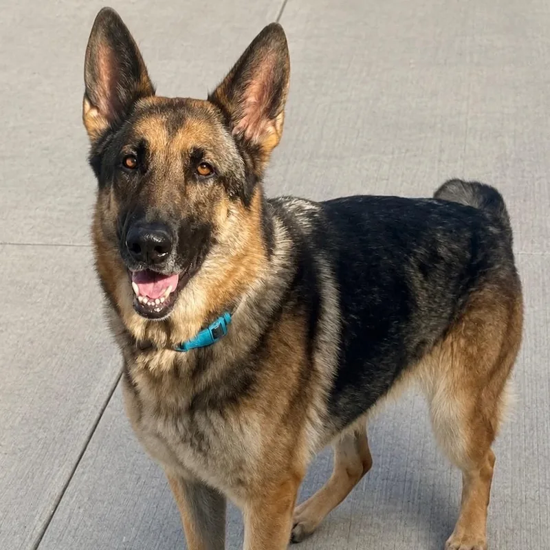 A young medium-sized female German Shepherd Dog dog named Yumi for adoption in Newport Beach, CA