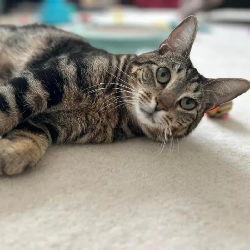 Smitty Orchard thumbnail 3