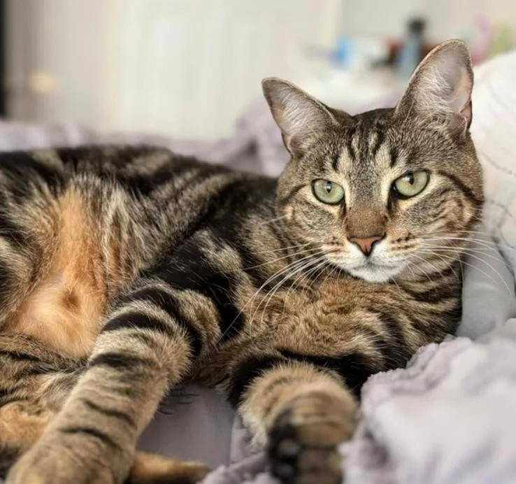 Smitty Orchard thumbnail 6