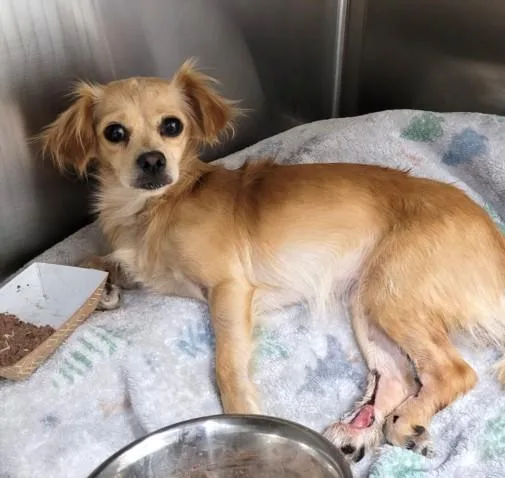 A young medium-sized female Chihuahua dog named Bonnie for adoption in Los Angeles, CA