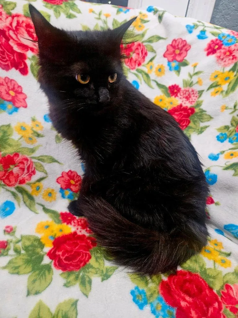 A young medium-sized female Domestic Long Hair cat named Black Beauty for adoption in Johnson City, TN
