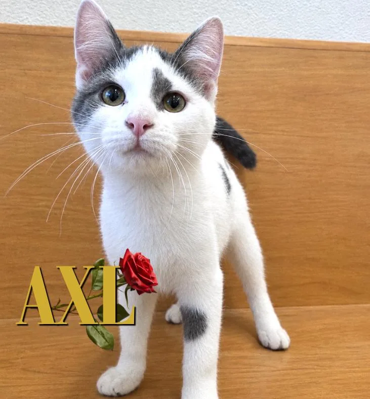A baby medium-sized male Gray / Blue / Silver Domestic Short Hair cat named Axl for adoption in Nevada, IA