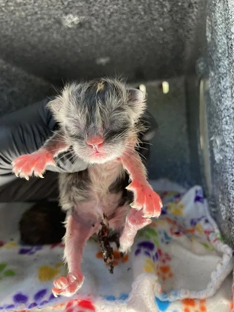A baby small-sized female Domestic Short Hair cat named Spring for adoption in Dallas, TX