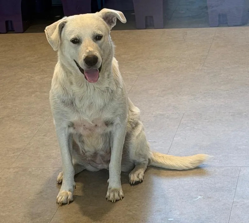 An adult large-sized female Mixed Breed dog named Winter for adoption in Bossier City, LA