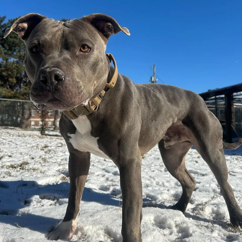 An adult large-sized male Gray / Blue / Silver American Staffordshire Terrier dog named Pauly for adoption in Louisville, KY