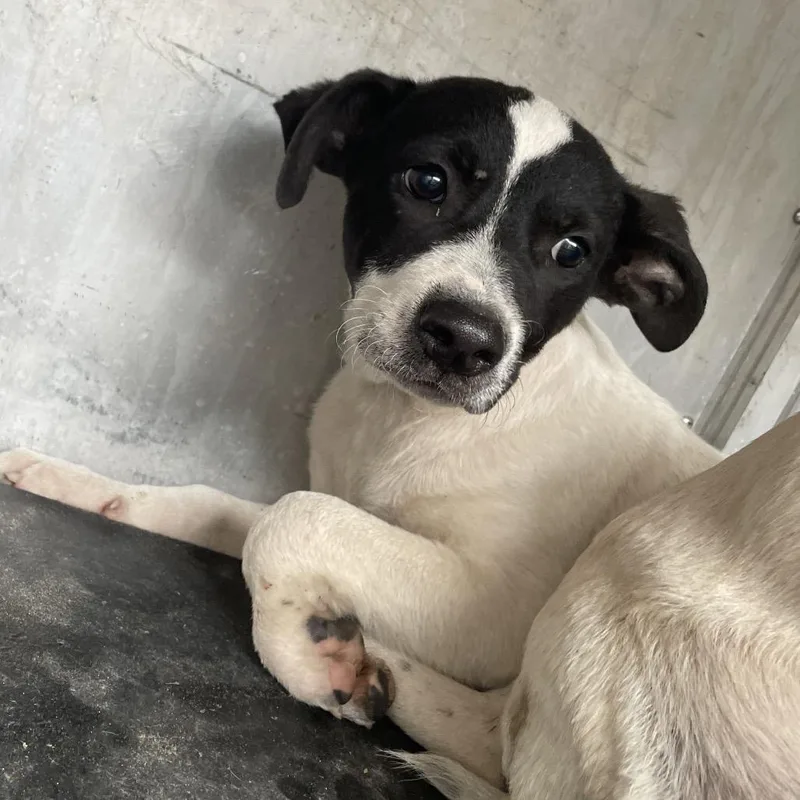 A baby small-sized male Black Shepherd dog named Gon for adoption in Edinburg, TX