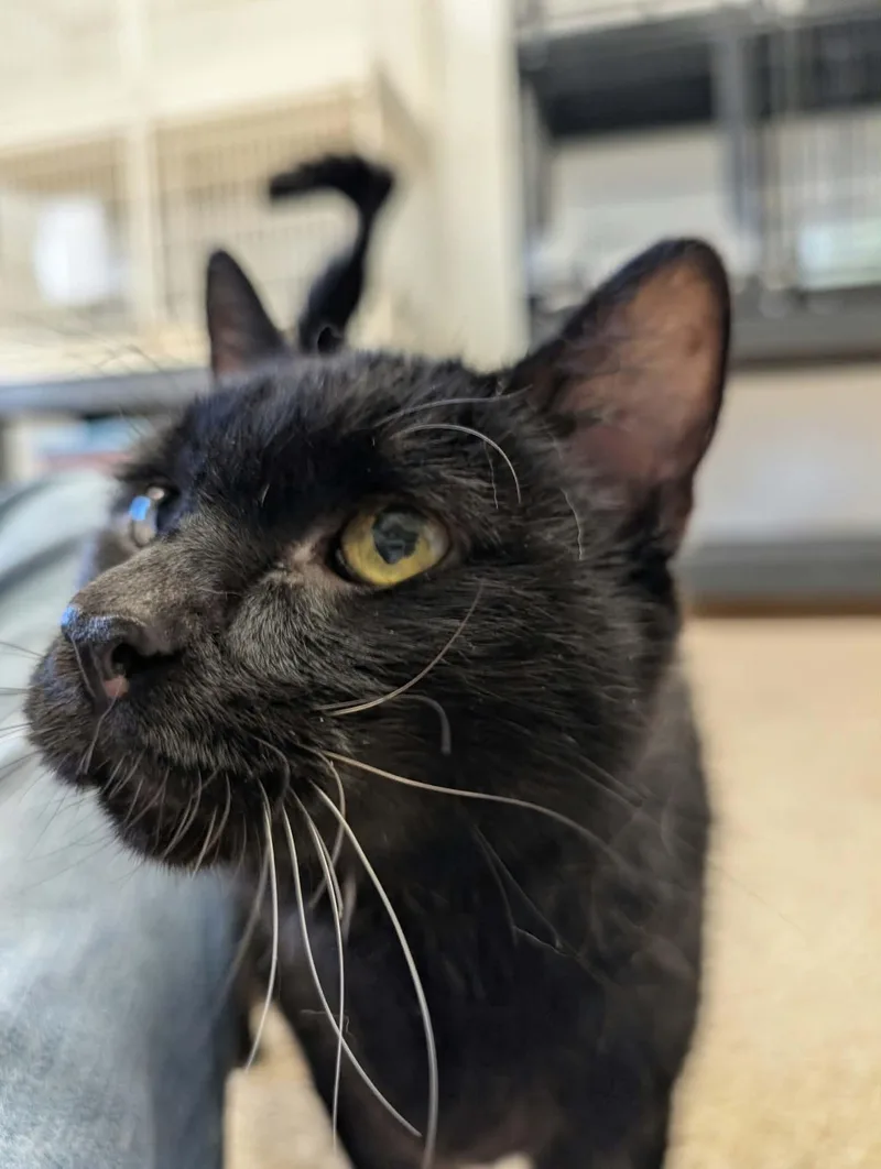 A senior large-sized male Black Domestic Short Hair cat named Watson for adoption in Waupun, WI