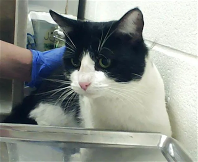 A young medium-sized male Domestic Short Hair cat named Sweetie for adoption in Fayetteville, NC