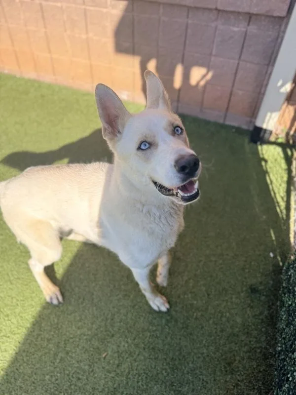A young large-sized male Siberian Husky dog named Phantom for adoption in Canton, GA