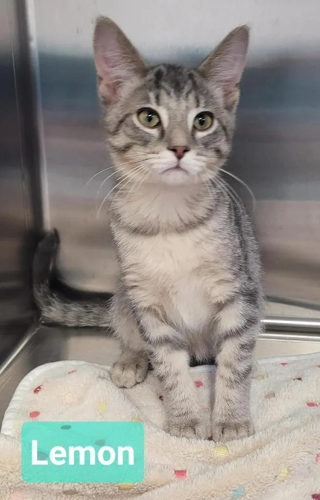 A baby small-sized male Domestic Short Hair cat named Lemon for adoption in Richmond, IN