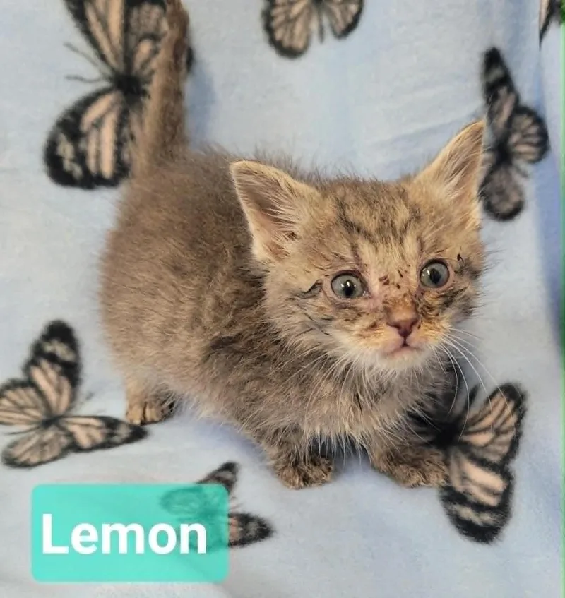 Lemon thumbnail 2