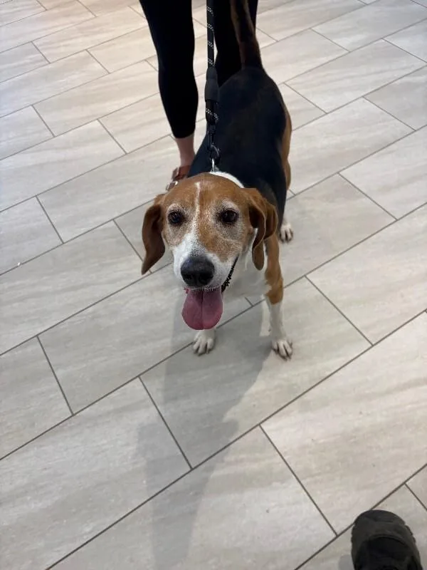 An adult medium-sized female Tricolor (Brown, Black, & White) Hound dog named Daisy for adoption in Providence Forge, VA