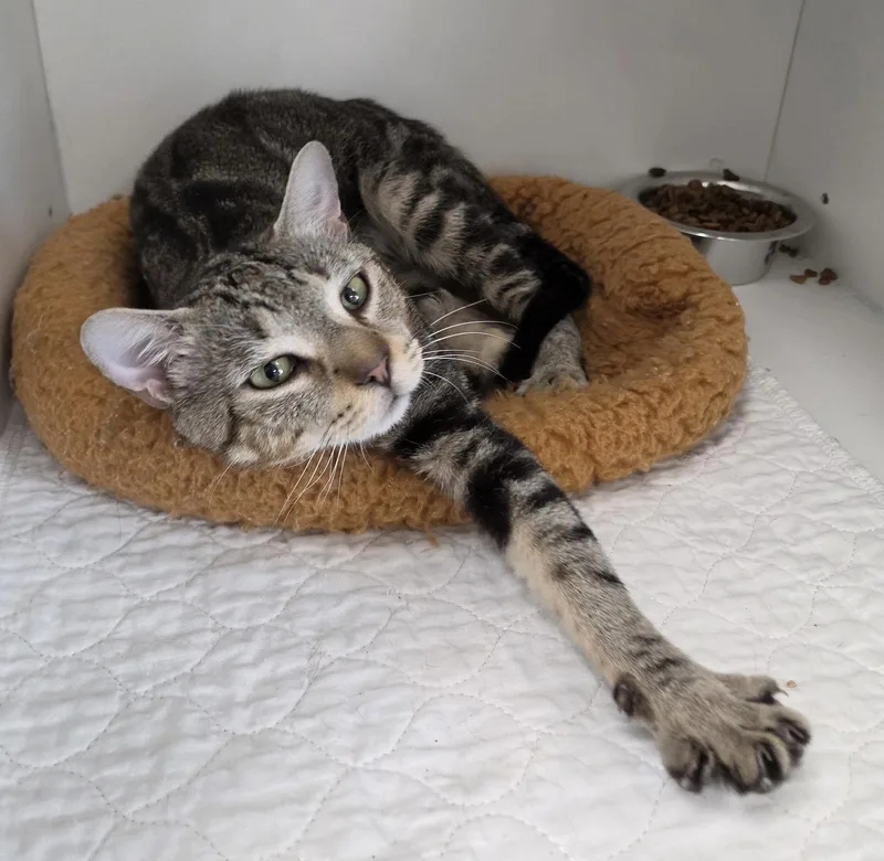 A young medium-sized male Domestic Short Hair cat named Roran for adoption in Satellite Beach, FL