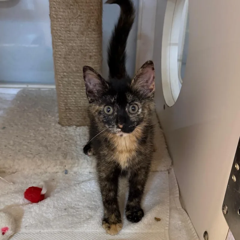 A baby small-sized female Tortoiseshell Domestic Short Hair cat named Fae for adoption in Potomac, MD