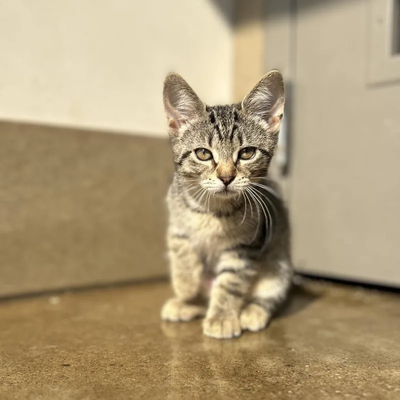 A baby small-sized female Brown / Chocolate Domestic Short Hair cat named Phoenix for adoption in Green Bay, WI