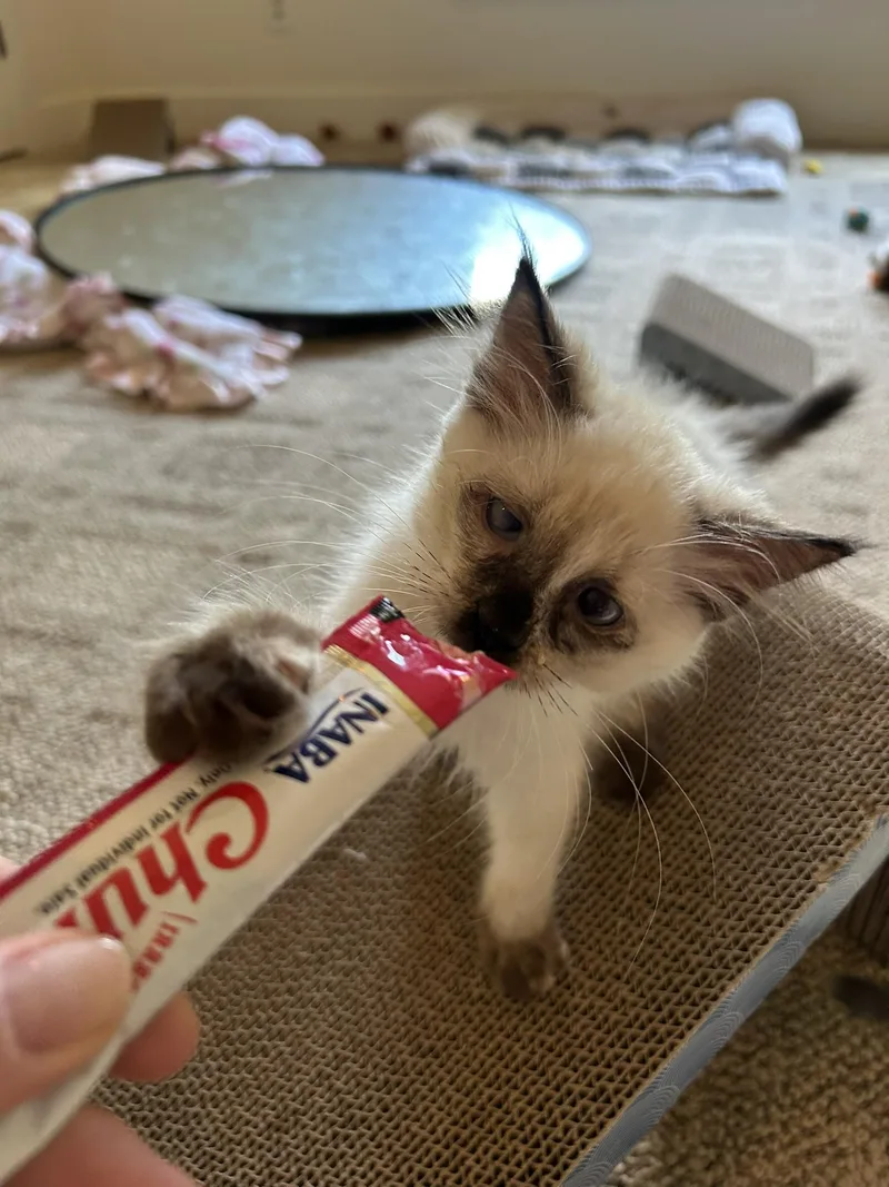 A baby small-sized female Chocolate Point Domestic Long Hair cat named Bloodfang Eater of Spines for adoption in Greensboro, GA