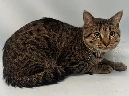An adult small-sized male Domestic Short Hair cat named Popcorn for adoption in Golden Valley, MN