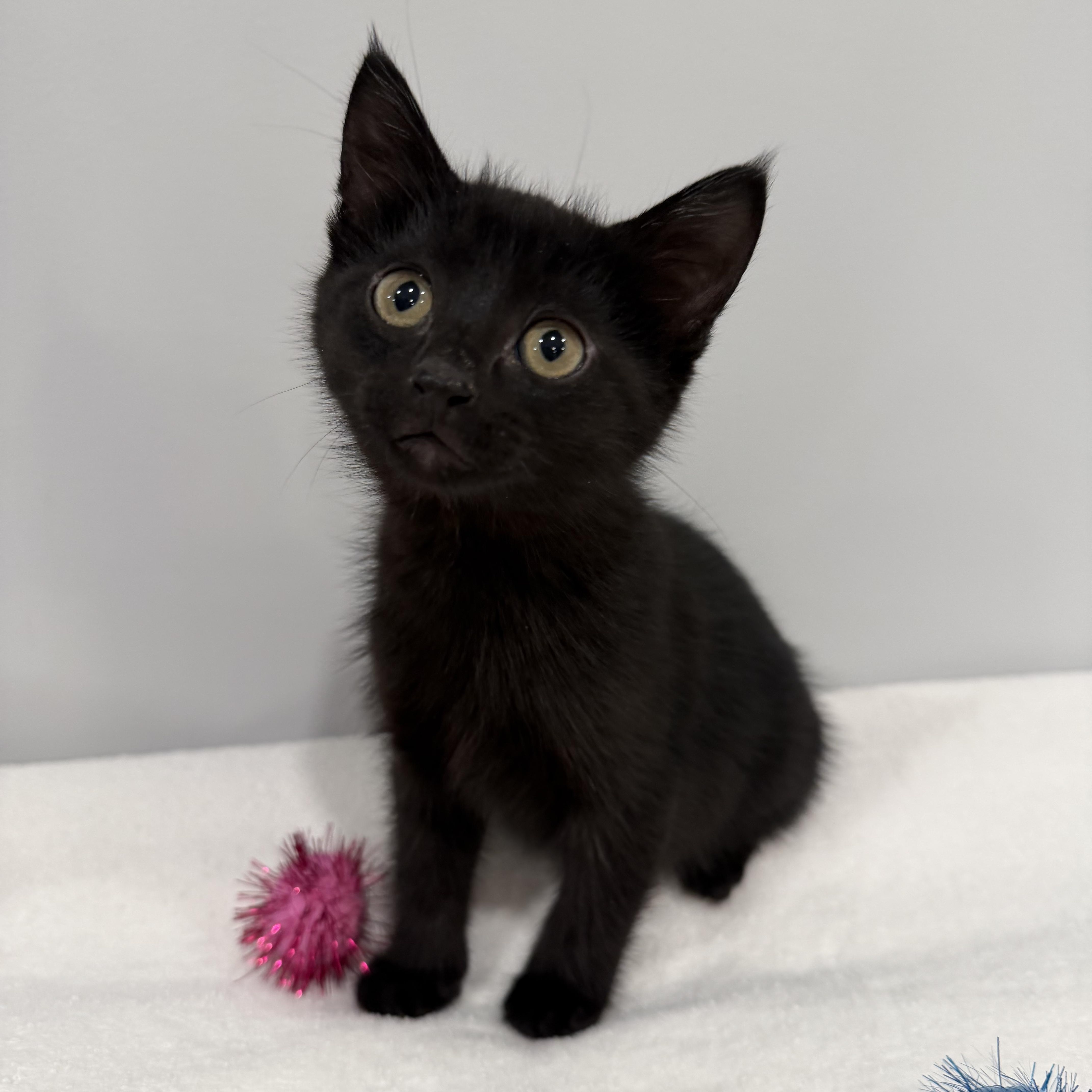 A baby medium-sized female Black Domestic Short Hair cat named Strawberry for adoption in Chicago, IL