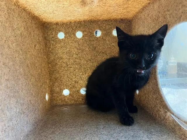 A baby small-sized female Domestic Short Hair cat named Summer for adoption in Lancaster, CA