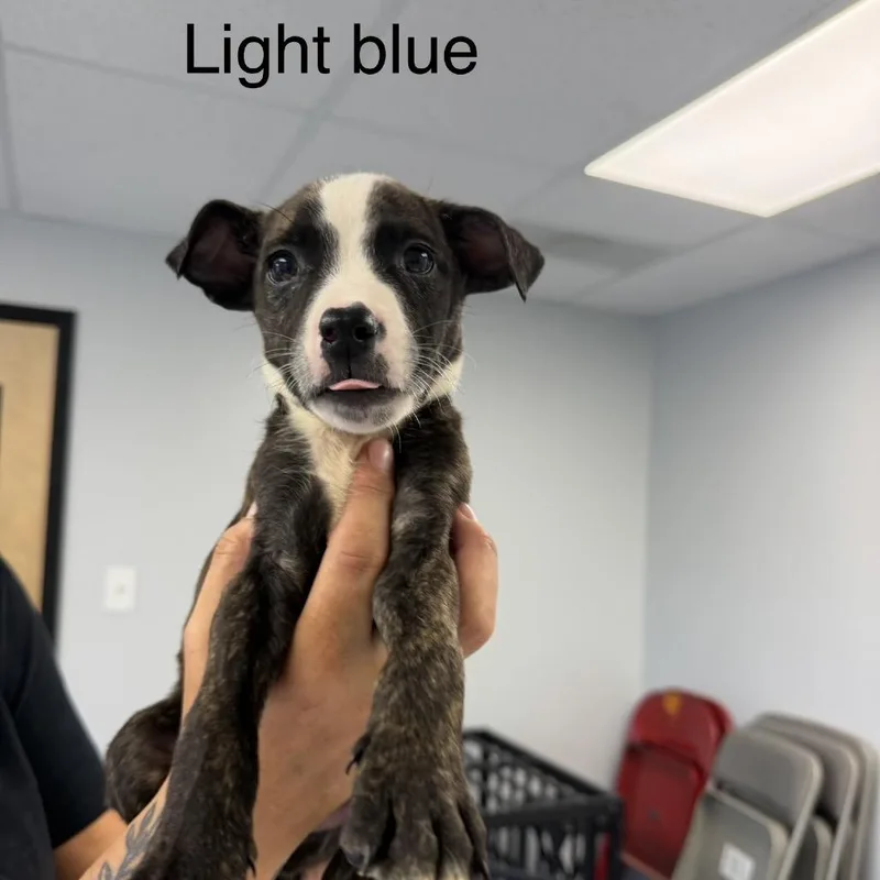 A baby medium-sized male Brindle Pit Bull Terrier dog named Dash for adoption in Watertown, NY