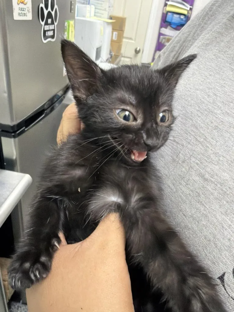 A baby medium-sized male Domestic Short Hair cat named Richard P. for adoption in Pomona, NY