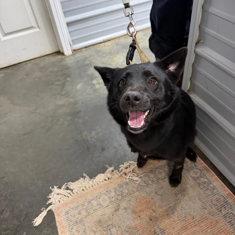 A young medium-sized female Black Shiba Inu dog named Artemus for adoption in Princeton, KY