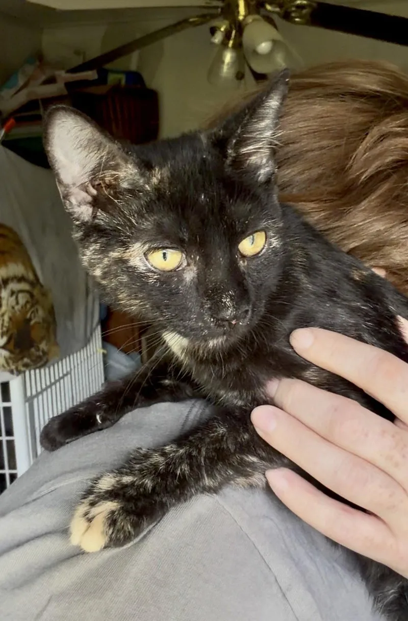 A baby medium-sized female Domestic Short Hair cat named Chanterelle for adoption in Harrisburg, PA