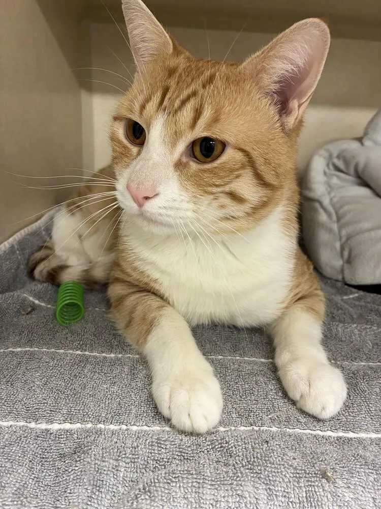 A young medium-sized male Domestic Short Hair cat named Cody for adoption in Elmsford, NY