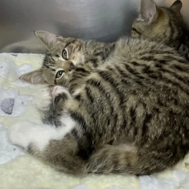 A young medium-sized male Domestic Short Hair cat named Buddy for adoption in Roanoke, VA