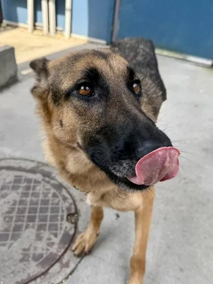 An adult large-sized female German Shepherd Dog dog named Lady Mcdouble for adoption in New Orleans, LA