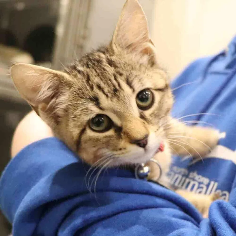 A baby small-sized female Domestic Short Hair cat named Cookie for adoption in Port Washington, NY