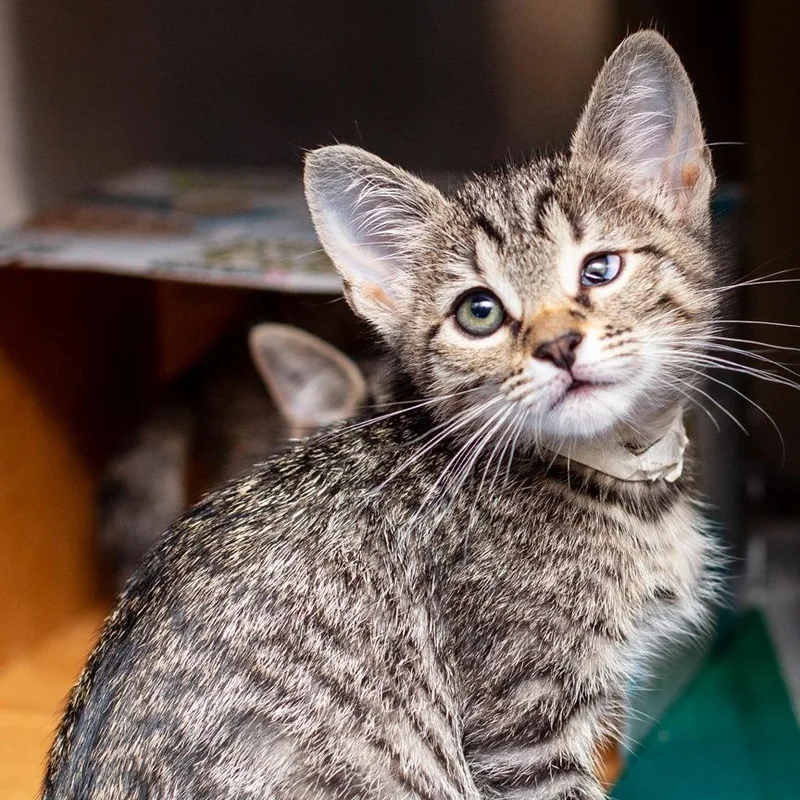 A baby small-sized female Gray / Blue / Silver Domestic Short Hair cat named Ice Cream for adoption in Hattiesburg, MS