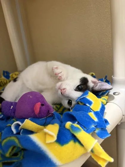 A baby medium-sized male Domestic Short Hair cat named Marco for adoption in Pleasanton, CA