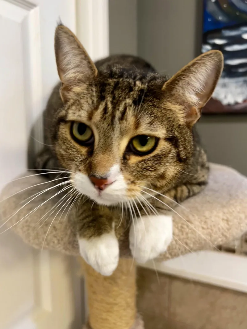 An adult extra large-sized male Tabby cat named Prince for adoption in Ringwood, NJ