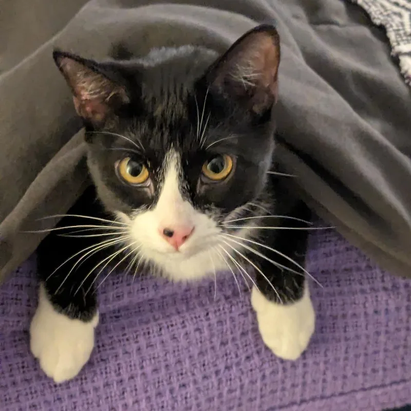 A young medium-sized female Black Domestic Short Hair cat named Ahava for adoption in Winston Salem, NC