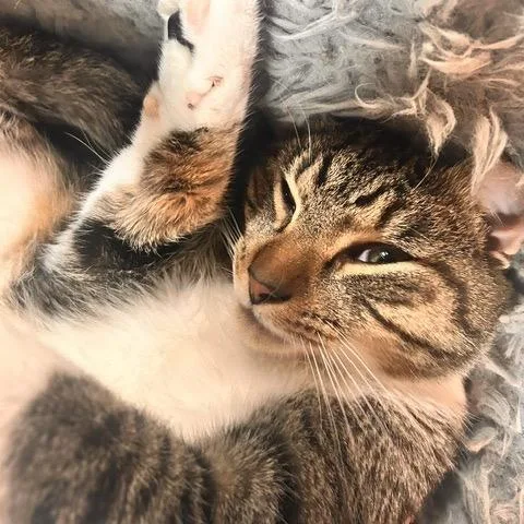 An adult large-sized male Domestic Short Hair cat named Olive for adoption in Cumming, GA