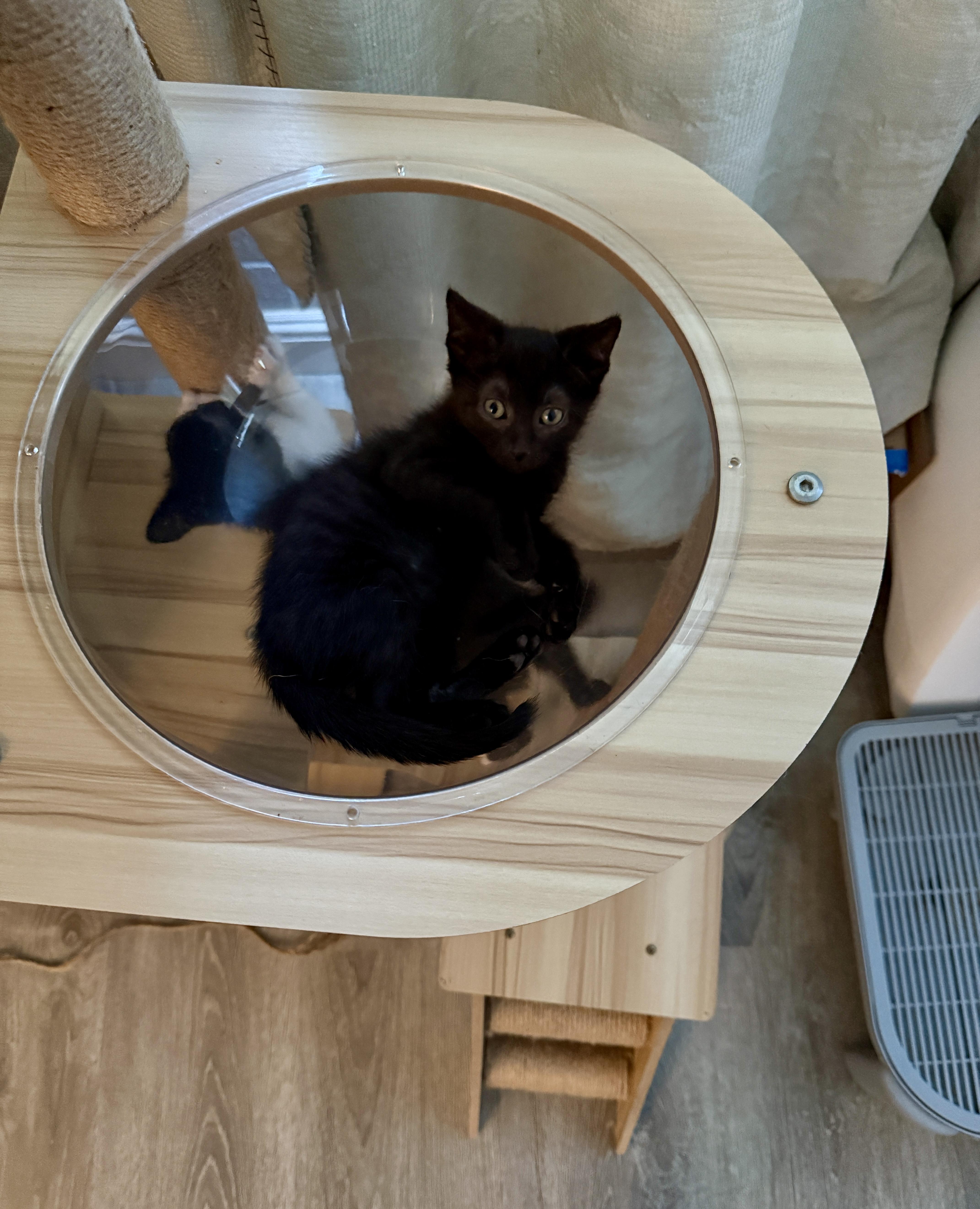 Checkers & Dart thumbnail 3