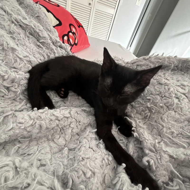 Checkers & Dart thumbnail 4