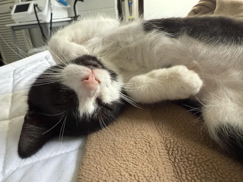 Checkers & Dart thumbnail 5