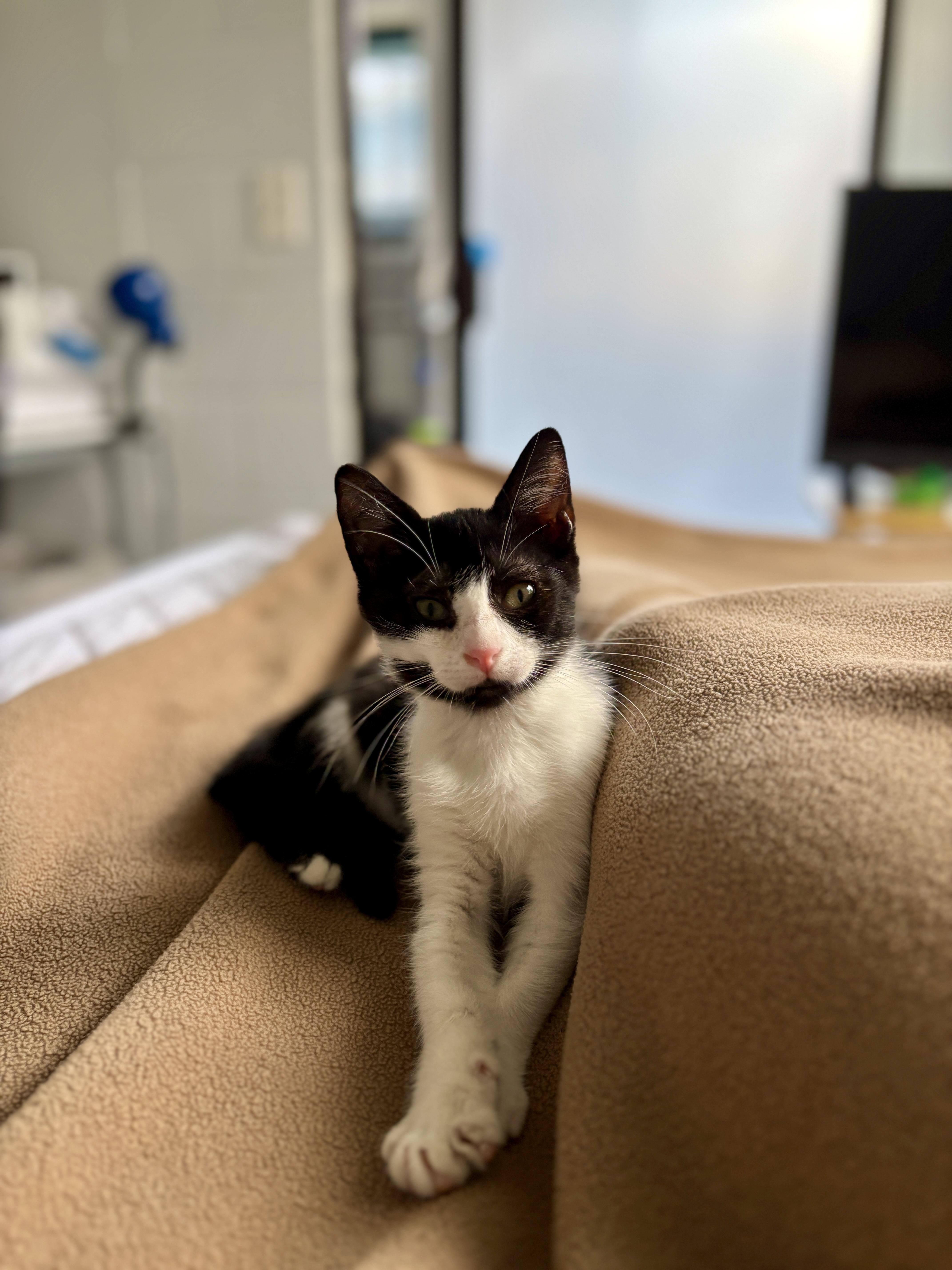 Checkers & Dart thumbnail 6