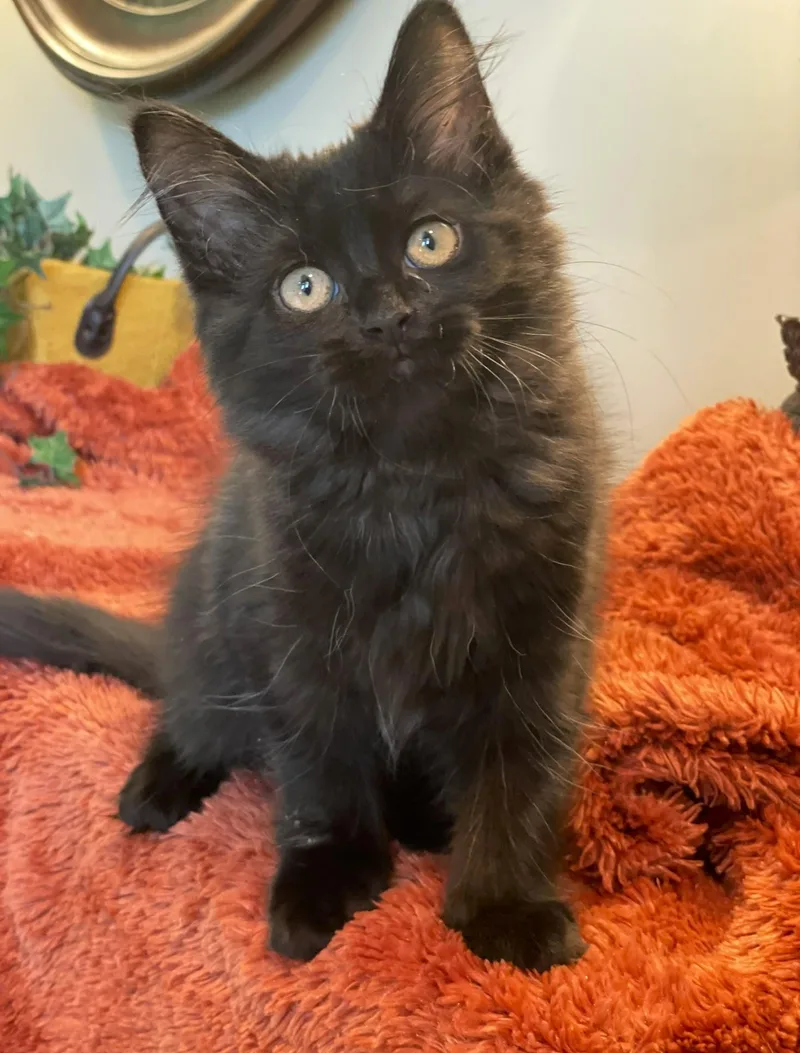 A baby medium-sized female Smoke Domestic Long Hair cat named Elena for adoption in Taylor, MI