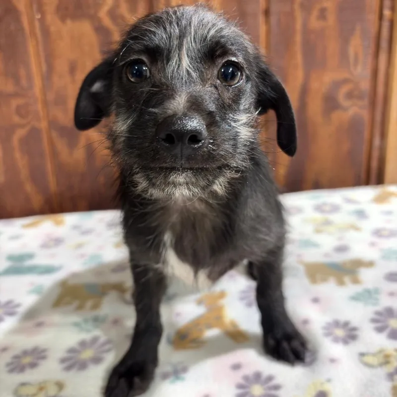 A baby small-sized male Black Wire Fox Terrier dog named Pup for adoption in Harlingen, TX