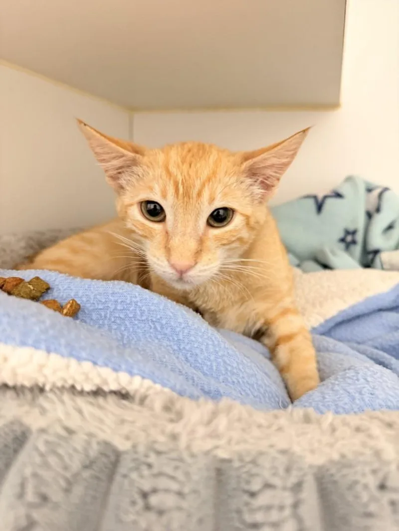 A baby small-sized female Domestic Short Hair cat named Juno for adoption in Hayward, CA