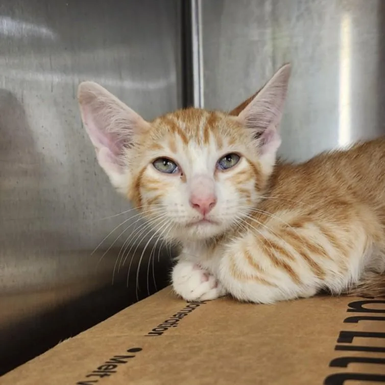 A baby small-sized male Domestic Short Hair cat named Bumble for adoption in Houston, TX