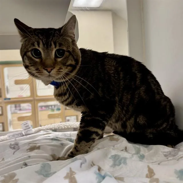 An adult small-sized male Domestic Short Hair cat named Pip for adoption in Riverside, CA